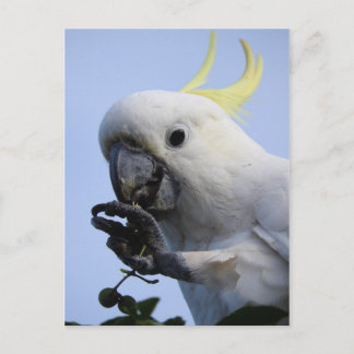 Väggkort för svavel-bestulna Cockatoo Vykort