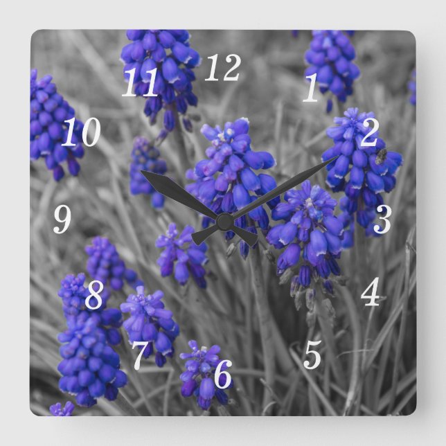 Vägglås för gradens hyacinths-familj fyrkantig klocka (Framsida)