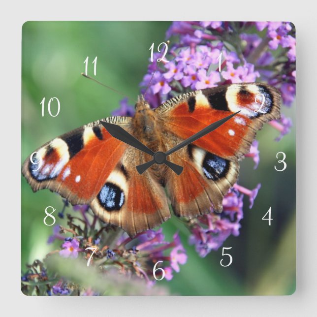 Vägglås för peacock Butterfly Square Fyrkantig Klocka (Framsida)