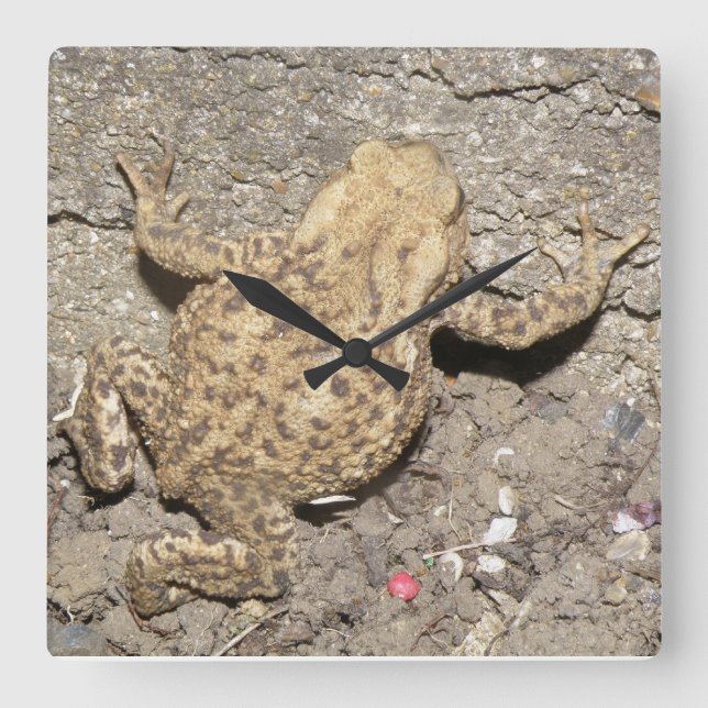 Väggsluss för Cute Crawling Toad Fyrkantig Klocka (Framsida)