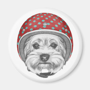 Våghals för Yorkshire Terrier Magnet