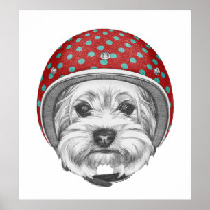 Våghals för Yorkshire Terrier Poster