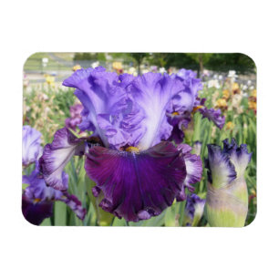 Vågrät för IRISBLOMMAMAGNET Magnet