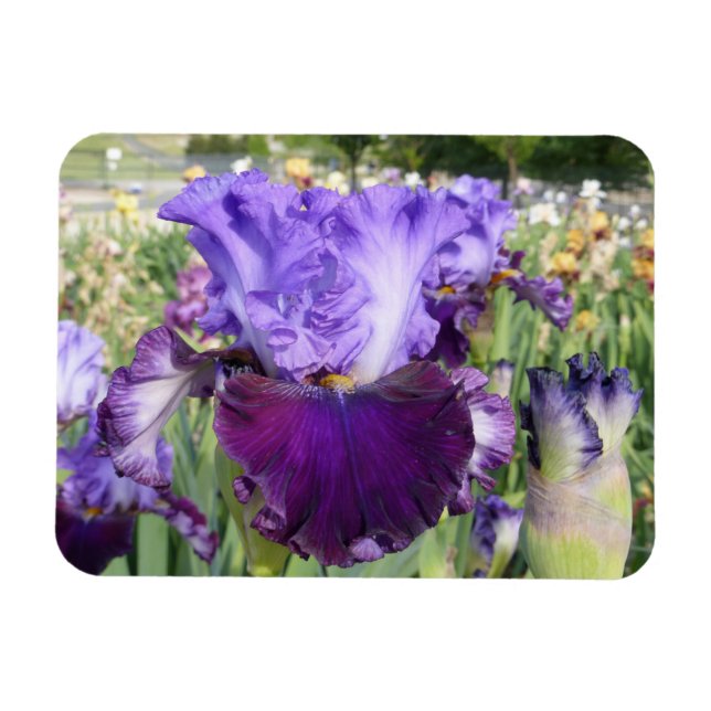 VÅGRÄT IRS FLOWER MAGNET (Horisontell)