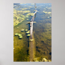 Vågrät Sjö Erie Metropark Turtle Log