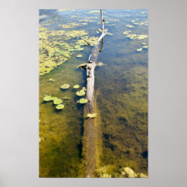 Vågrät Sjö Erie Metropark Turtle Log Poster