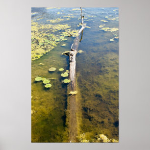 Vågrät Sjö Erie Metropark Turtle Log Poster