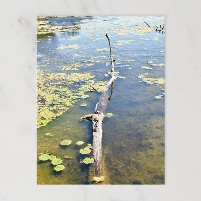 Vågrät Sjö Erie Metropark Turtle Log Vykort (Skapare uppladdad)