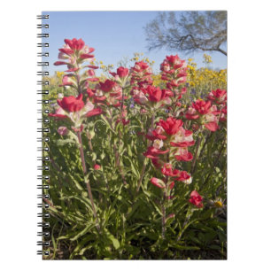 Vägrens vilda blommor i Texas, vår Anteckningsbok Med Spiral