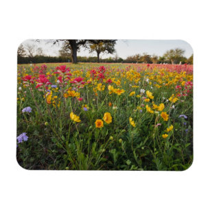 Vägrens vilda blommor i Texas, vår Magnet