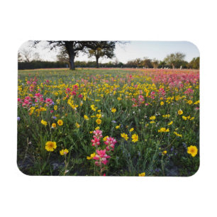 Vägrens vilda blommor i Texas, vår Magnet