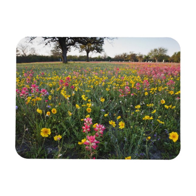 Vägrens vilda blommor i Texas, vår Magnet (Horisontell)