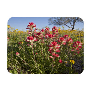 Vägrens vilda blommor i Texas, vår Magnet