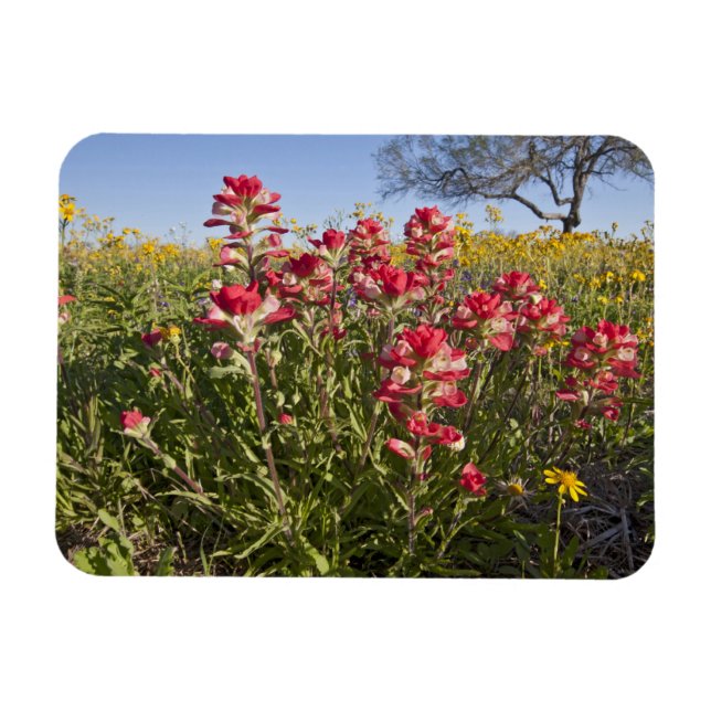 Vägrens vilda blommor i Texas, vår Magnet (Horisontell)