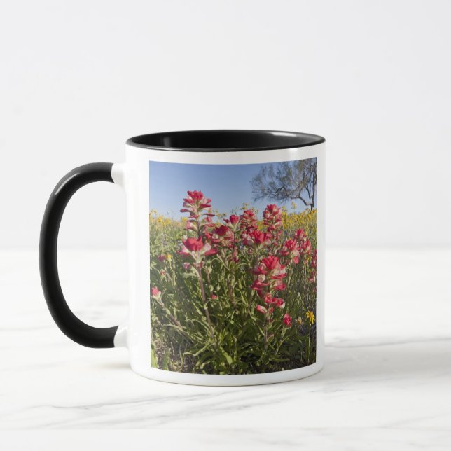 Vägrens vilda blommor i Texas, vår Mugg (Vänster)