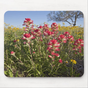 Vägrens vilda blommor i Texas, vår Musmatta