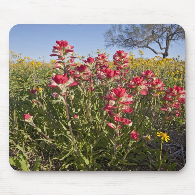 Vägrens vilda blommor i Texas, vår Musmatta (Framsidan)