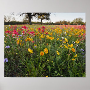 Vägrens vilda blommor i Texas, vår Poster