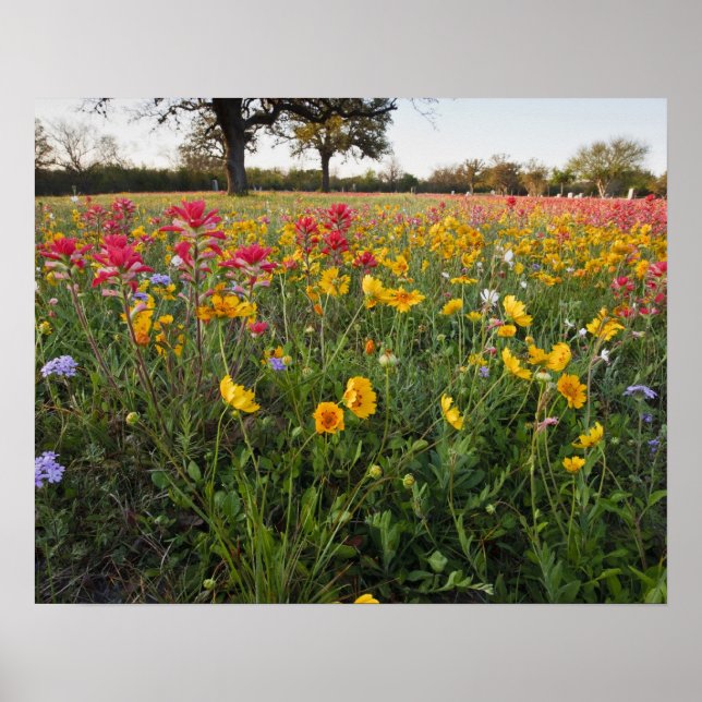Vägrens vilda blommor i Texas, vår Poster (Framsidan)