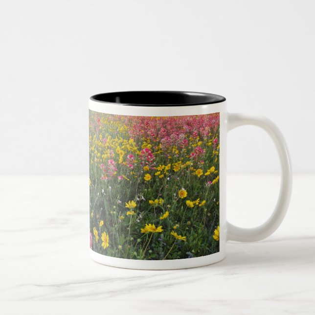 Vägrens vilda blommor i Texas, vår Två-Tonad Mugg (Höger)