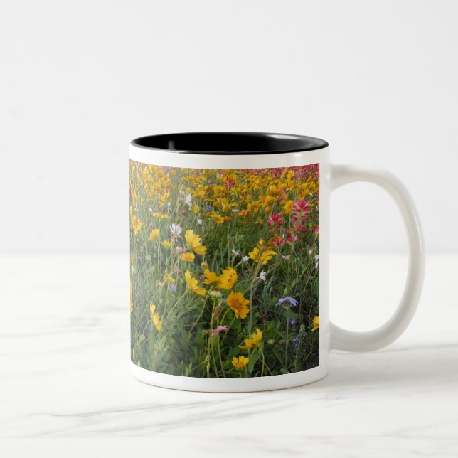 Vägrens vilda blommor i Texas, vår Två-Tonad Mugg (Höger)