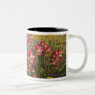 Vägrens vilda blommor i Texas, vår Två-Tonad Mugg