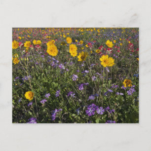 Vägrens vilda blommor i Texas, vår Vykort