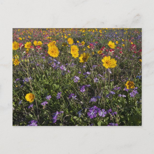 Vägrens vilda blommor i Texas, vår Vykort (Framsida)