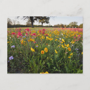 Vägrens vilda blommor i Texas, vår Vykort
