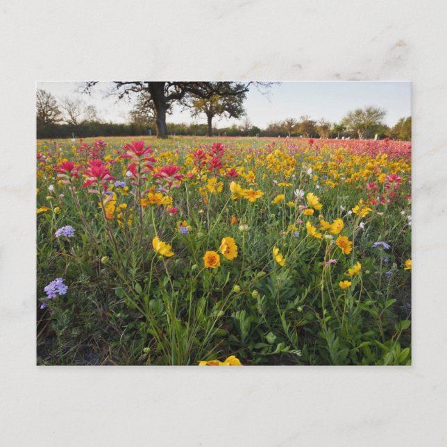 Vägrens vilda blommor i Texas, vår Vykort (Framsida)