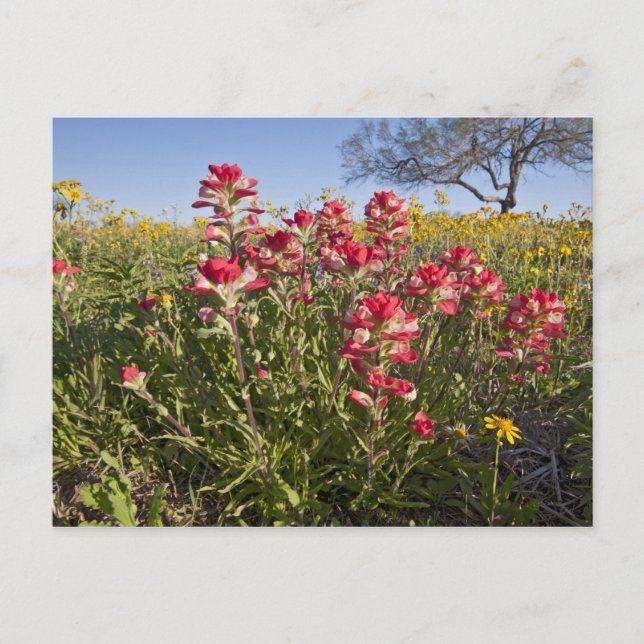 Vägrens vilda blommor i Texas, vår Vykort (Framsida)
