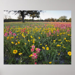 Vägrensvildblommor i Texas, vår Poster