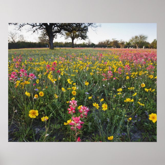 Vägrensvildblommor i Texas, vår Poster (Framsidan)