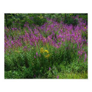 Vägrenvildblommar - purpurfärgad Loosestrife med Fototryck