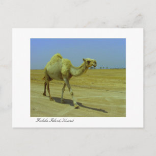 Vägtransport - Camel på ön Redaka Vykort