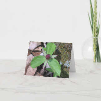 Vak skräddarsy Robin - Kort