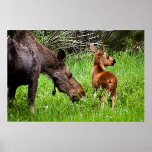 Vaken mor och baby för älg två poster