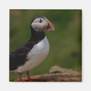 Vaken Puffin Magnet