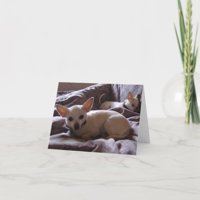 Vaket upp Chihuahua noterar kortet Kort (Framsida)
