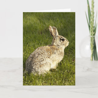 Vakna Buuny Helgkort