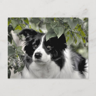 Vaksam Border Collie i Gröna Skogar Vykort