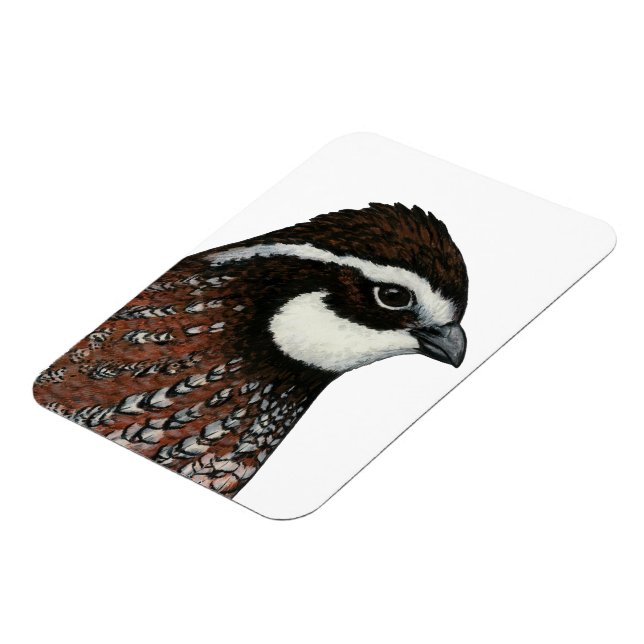 Vaktel Huvud Magnet (Vänstra Sidan)