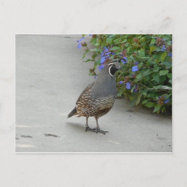 vaktel vykort (Framsida)