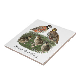 Vaktelfamilj Bobwhite Kakelplatta