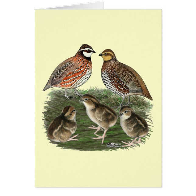 Vaktelfamilj Bobwhite OBS Kort (Framsidan)