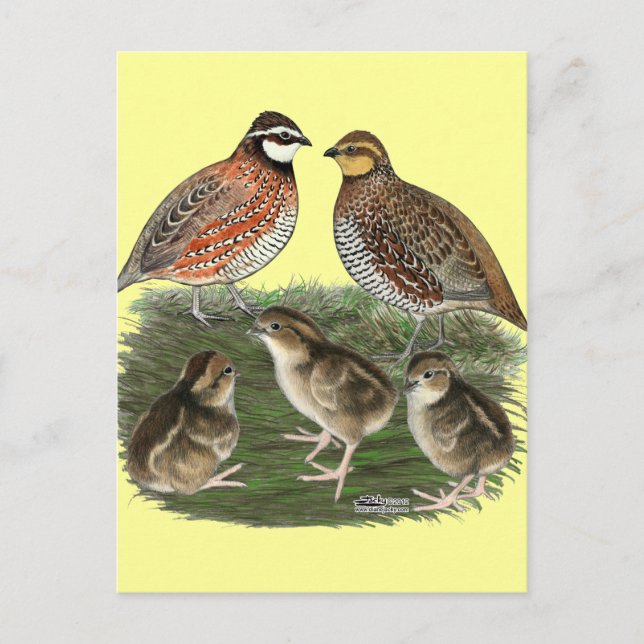Vaktelfamilj Bobwhite Vykort (Framsida)
