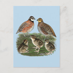 Vaktelfamilj Bobwhite Vykort
