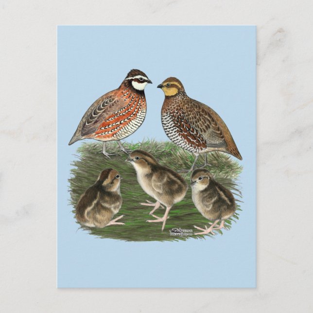 Vaktelfamilj Bobwhite Vykort (Framsida)