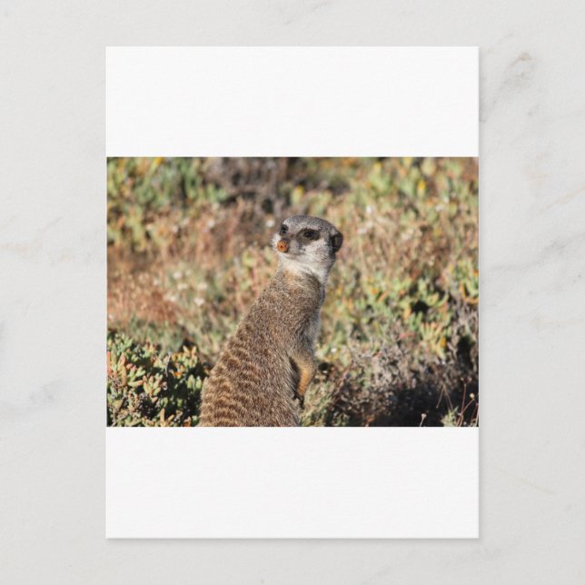 Vaktfull meerkat vykort (Framsida)