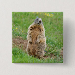 Vaktpostmarmot Knapp